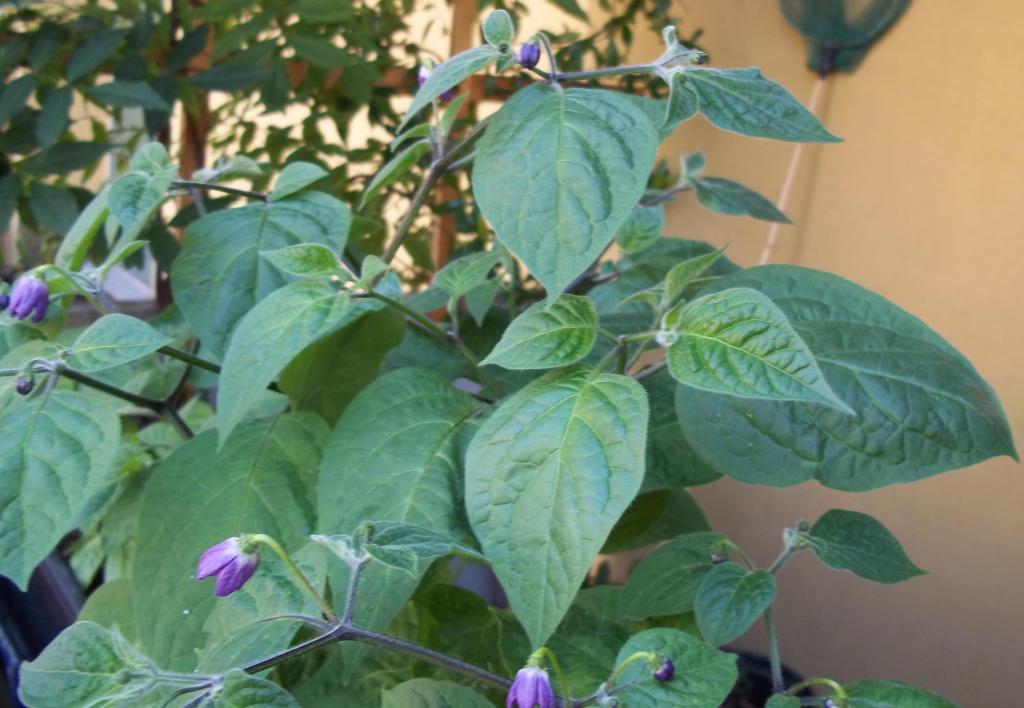 identificazione peperoncino del Per�